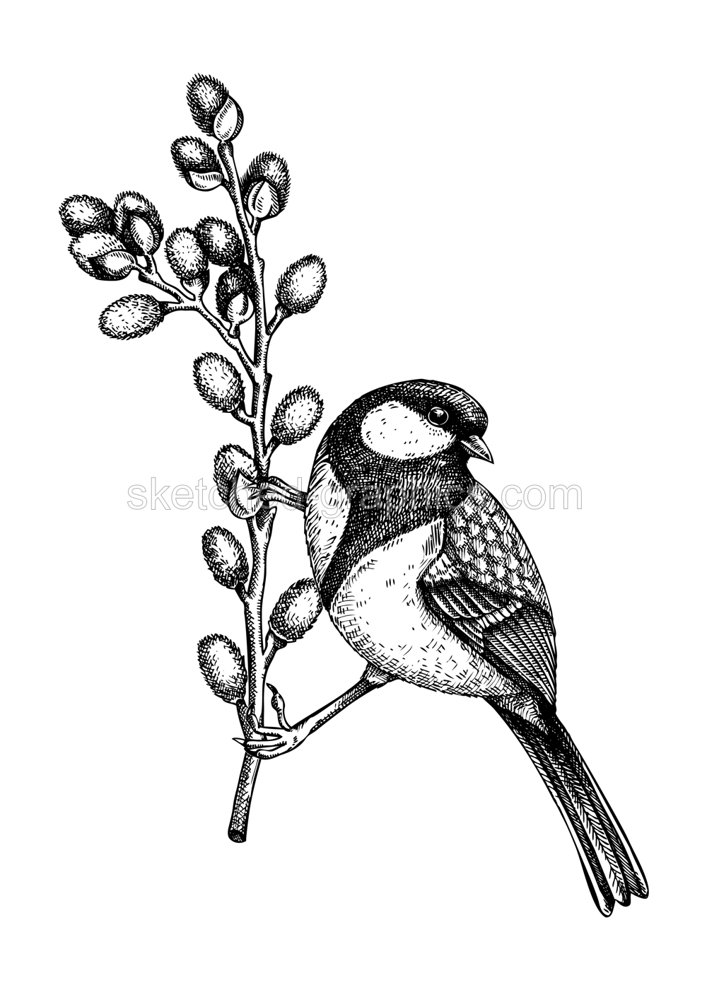 Vector spring sketch. Great tit sitting on blooming willow branches illustration. Hand drawn wildlife design in engraved style. Passerine bird and flowers isolated on white background for print Illustration